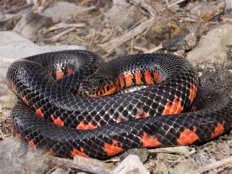 orange belly snake nc|orange belly snake georgia.